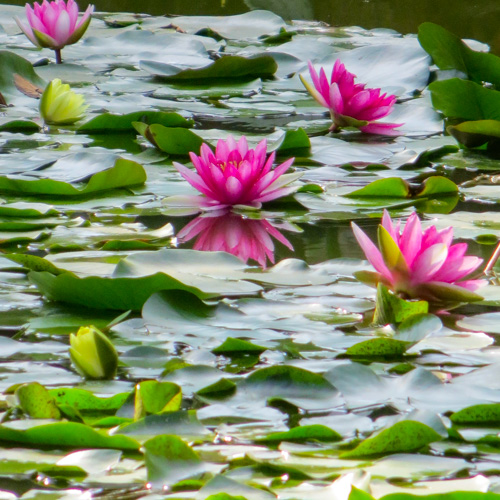 Flowers in Morocco