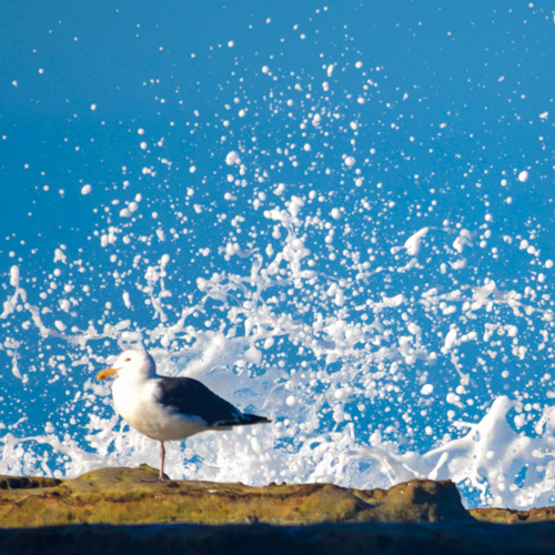 Mindful CA pigeon at the Pacific ocean